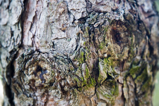 枯木 年代 回憶 - 上的免费照片