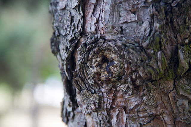 枯木 年代 回憶 - 上的免费照片