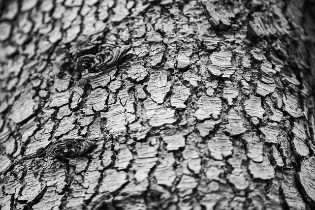 枯木 年代 回憶 - 上的免费照片