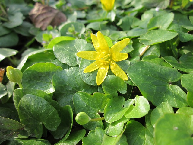 无花果 小白屈菜 野花 - 上的免费照片