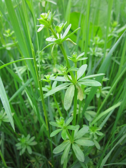 Galium Mollugo 树篱床单 假婴儿的呼吸 - 上的免费照片