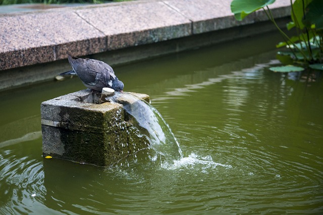 鴿子 動物 鳥 - 上的免费照片