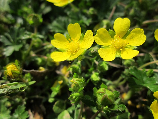 新芽孢杆菌 春天五瓣 五花肉 - 上的免费照片