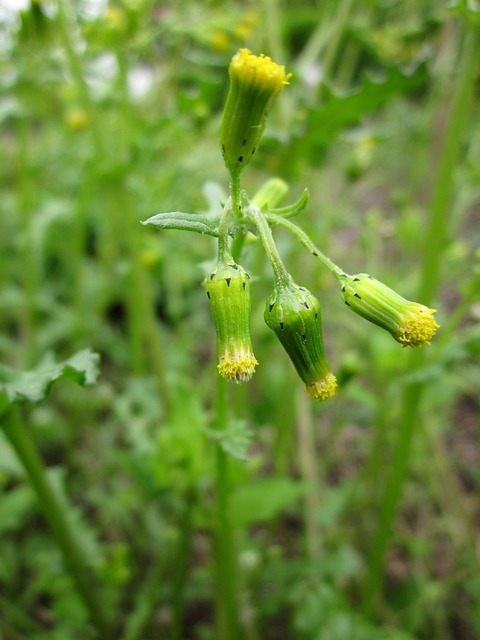 千里光 野花 植物群 - 上的免费照片