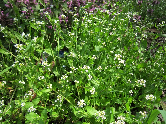 Thlaspi Arvense 田间豆瓣菜 野花 - 上的免费照片
