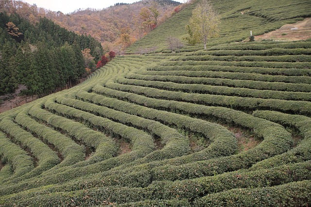 韩国 绿茶 种植园 - 上的免费照片