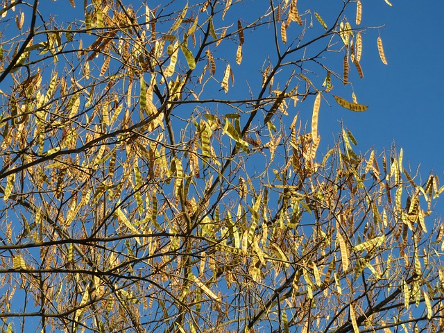 合欢 波斯丝绸树 粉红色的丝绸树 - 上的免费照片
