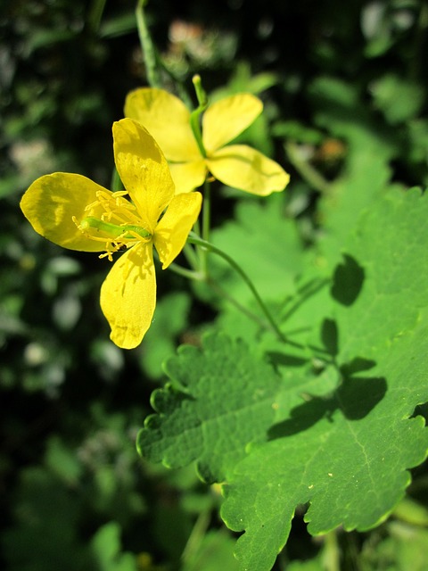 螯虾 大白屈菜 Tetterwort - 上的免费照片