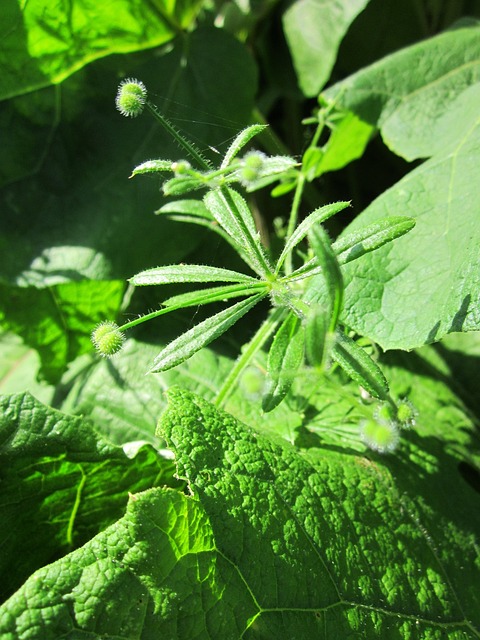 肝素镓 菜刀 克莱夫 - 上的免费照片