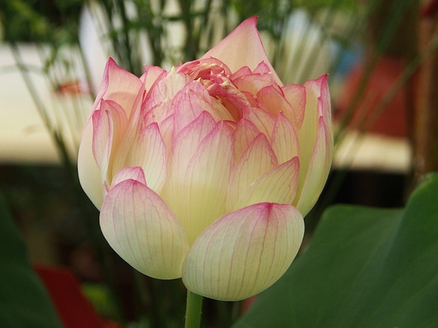 蓮花 台北 花市 - 上的免费照片