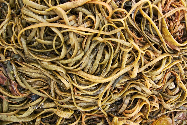 海藻 海 杂草 - 上的免费照片