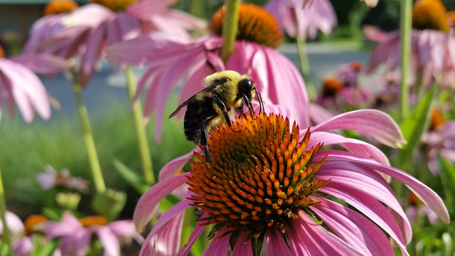 蜜蜂 锥花 昆虫 - 上的免费照片