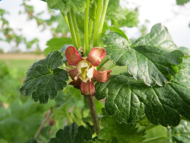 Ribes Uva-Crispa 醋栗 水果 - 上的免费照片