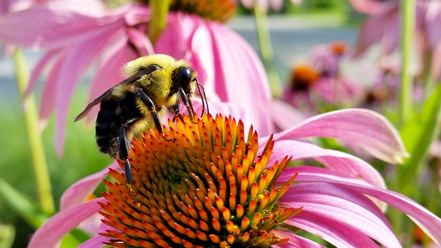 蜜蜂 锥花 昆虫 - 上的免费照片