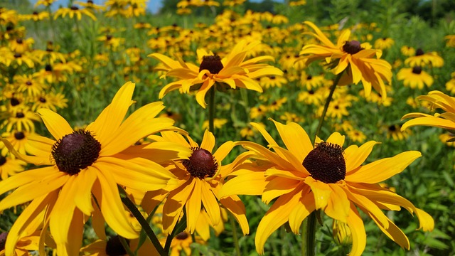 黑眼睛的苏珊 黄色雏菊 野花 - 上的免费照片