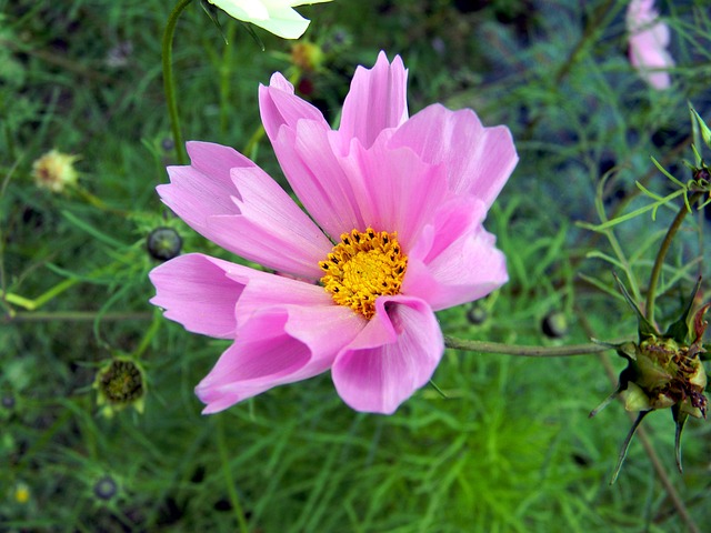 科斯梅亚 花卉 园林花卉 - 上的免费照片