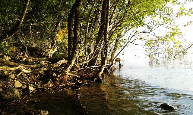 巴拉顿湖 湖 湖滨区 - 上的免费照片