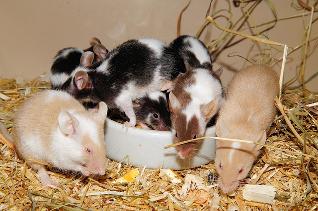 老鼠 彩色老鼠 长尾鼠 - 上的免费照片