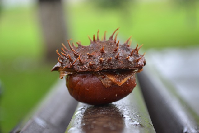 板栗 特写 秋天 - 上的免费照片
