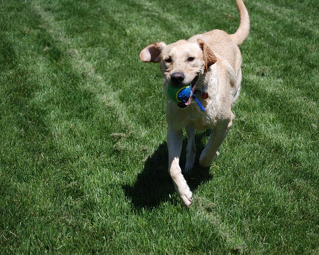 狗 黄色 拉布拉多犬 - 上的免费照片