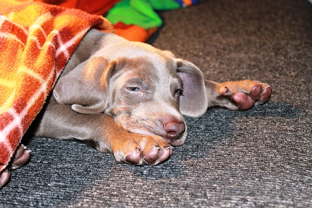 动物 狗 宠物 - 上的免费照片