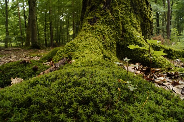 森林 木材 Moss - 上的免费照片