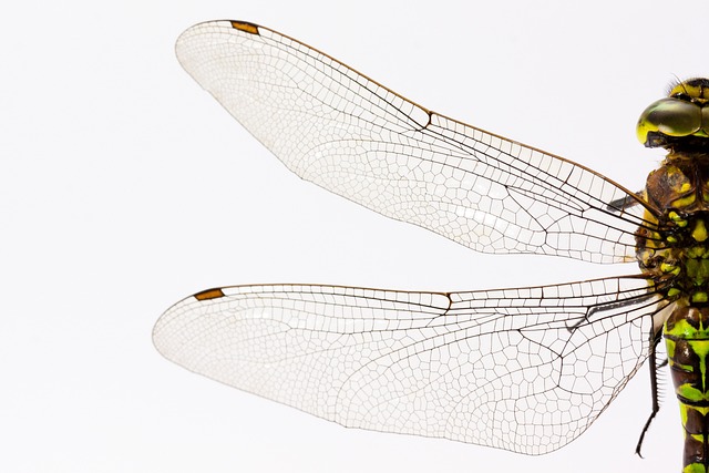 蜻蜓 翅膀 昆虫 - 上的免费照片