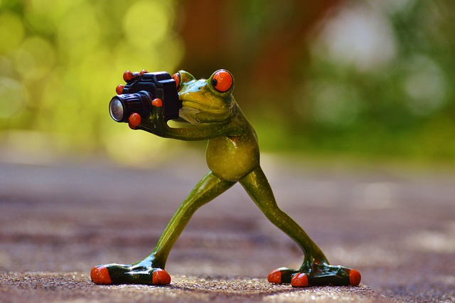 摄影师 青蛙 乐趣 - 上的免费照片