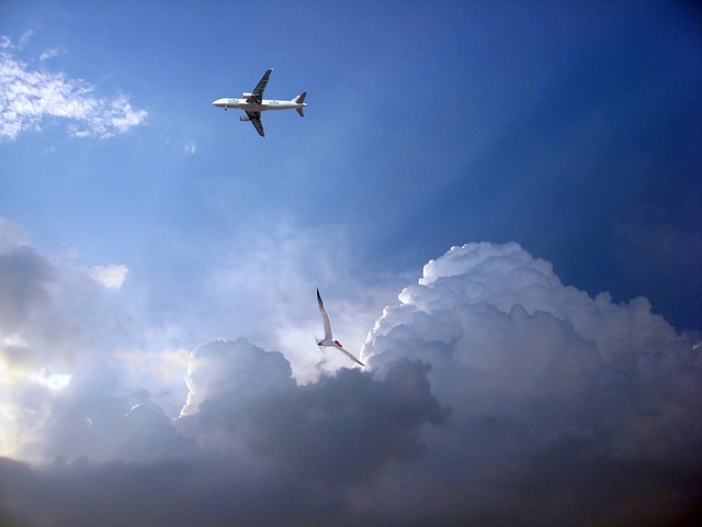 飞机 航空 机场 - 上的免费照片