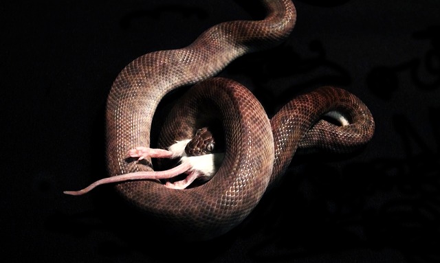 蛇 吃蛇 鼠 - 上的免费照片