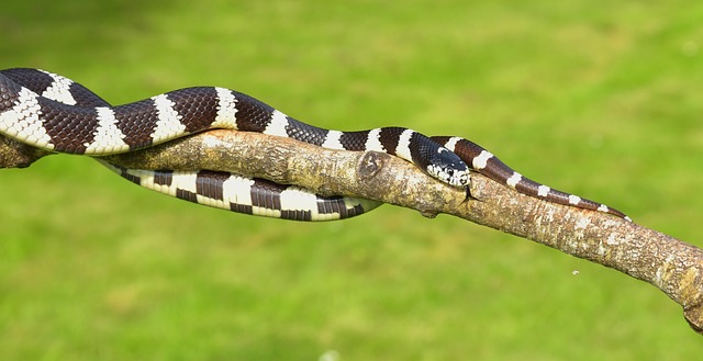 加利福尼亚链蛇 链蛇 线 - 上的免费照片