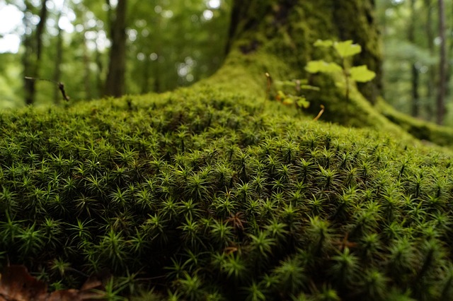 Moss 木材 长满青苔 - 上的免费照片
