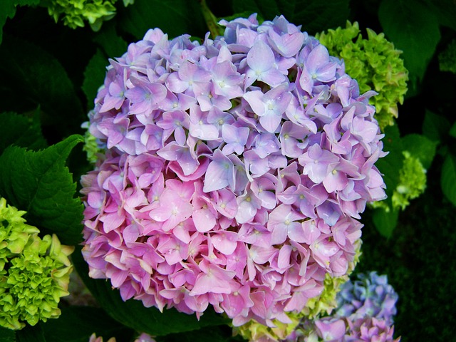 淡紫粉色绣球花 花园花 - 上的免费照片
