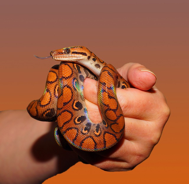 线 彩虹蟒蛇 爬虫 - 上的免费照片