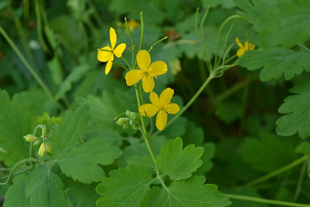 更多 Celandine 花园 植物 - 上的免费照片