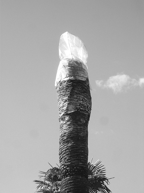 帕尔马 药剂 马里纳迪马萨 - 上的免费照片