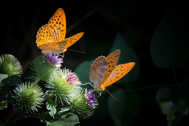 银色珍珠母蝴蝶 蝴蝶 自然 - 上的免费照片