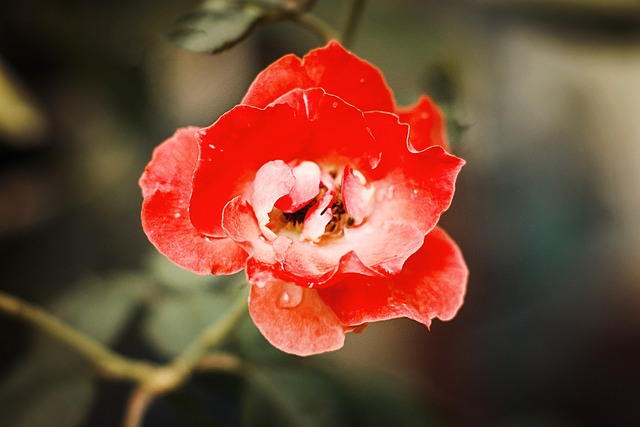 玫瑰 红宝石 花朵 - 上的免费照片