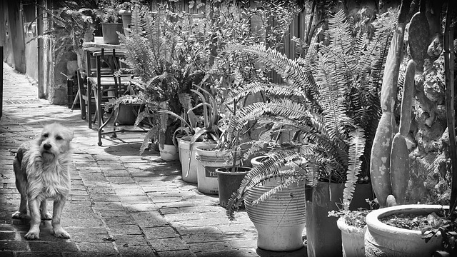 克里特岛 哈尼亚 希腊 - 上的免费照片