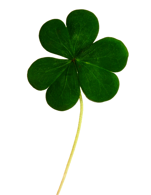 三叶草 爱尔兰的 运气 - 上的免费图片