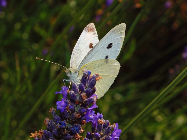 蝴蝶 白 昆虫 - 上的免费照片