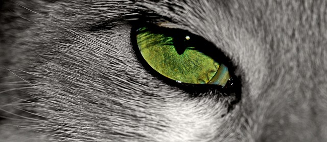 猫 动物 猫眼 - 上的免费照片