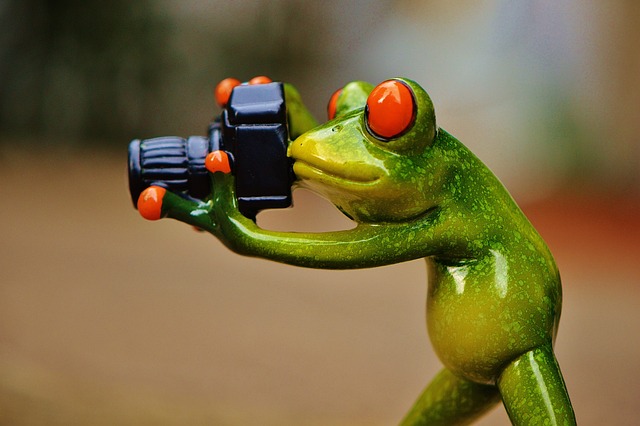 青蛙 摄影师 乐趣 - 上的免费照片