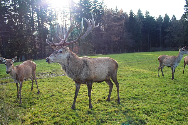 鹿 森林 自然 - 上的免费照片