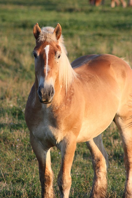 马 阿米什人 Percheron - 上的免费照片