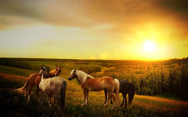 马匹 太阳 森林 - 上的免费照片
