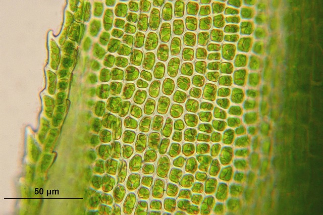 牛尾草 细胞 生物学 - 上的免费照片