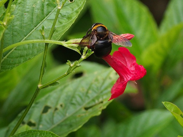 熊蜂 採蜜 - 上的免费照片