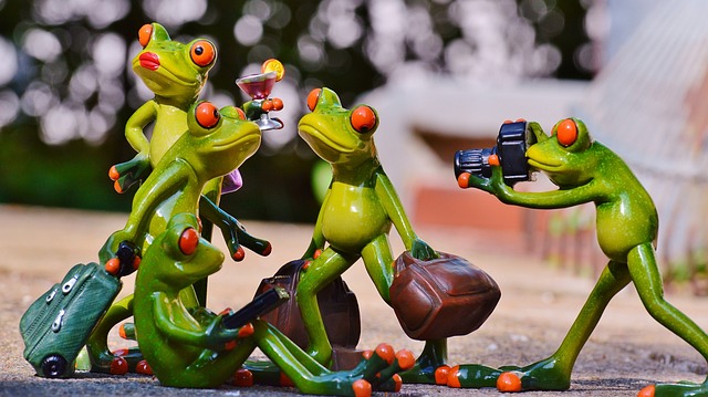 青蛙 团体 乐趣 - 上的免费照片