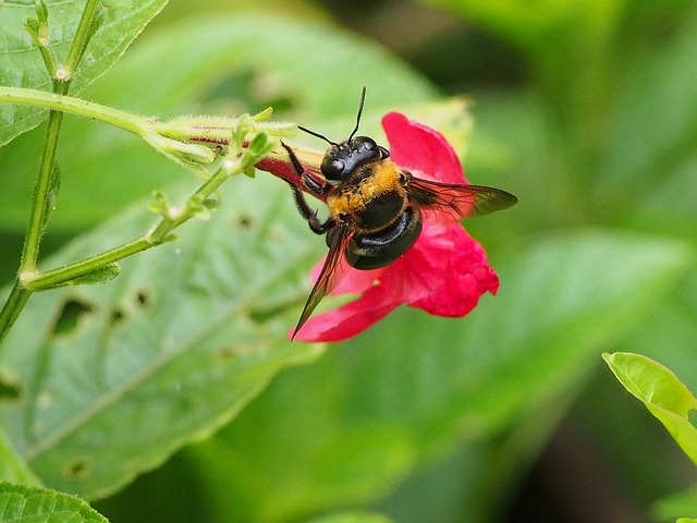 熊蜂 採蜜 - 上的免费照片